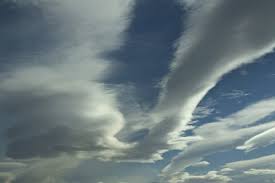 Attēlu rezultāti vaicājumam “Grynocharis oblonga”