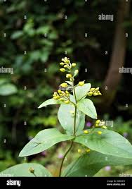 Attēlu rezultāti vaicājumam “Lysimachia vulgaris leaf”
