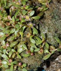 Attēlu rezultāti vaicājumam “Elatine hydropiper leaf”