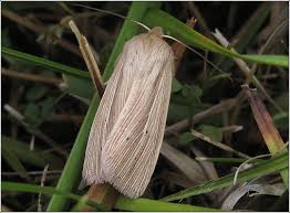 Attēlu rezultāti vaicājumam “Mythimna impura”