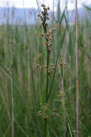 Attēlu rezultāti vaicājumam “Cladium mariscus”