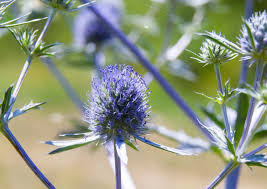 Attēlu rezultāti vaicājumam “Eryngium planum flower”
