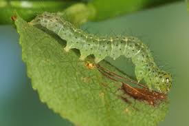 Attēlu rezultāti vaicājumam “Hypena crassalis”