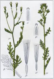 Attēlu rezultāti vaicājumam “Senecio viscosus flower”