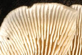 Attēlu rezultāti vaicājumam “Lenzites betulina”