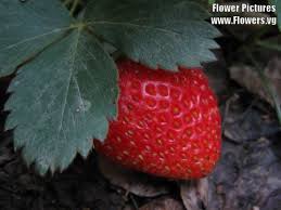 Attēlu rezultāti vaicājumam “Fragaria vesca fruit”