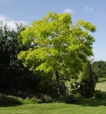 Attēlu rezultāti vaicājumam “Robinia pseudoacacia”