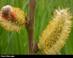 Attēlu rezultāti vaicājumam “Salix x doniana flower”