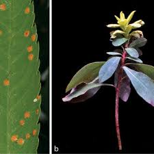 Attēlu rezultāti vaicājumam “Trachyspora intrusa”