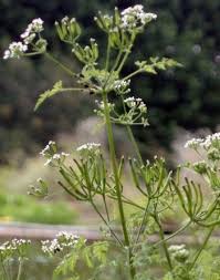 Image result for Anthriscus cerefolium