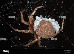 Attēlu rezultāti vaicājumam “Araneidae”