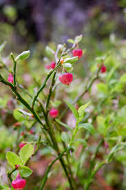 Attēlu rezultāti vaicājumam “Vaccinium myrtillus flower”