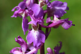 Attēlu rezultāti vaicājumam “Orchis mascula bud”