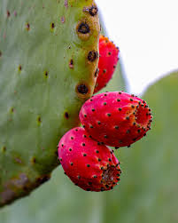 Attēlu rezultāti vaicājumam “Barbarea vulgaris subsp. arcuata fruit”