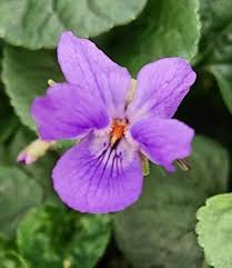 Attēlu rezultāti vaicājumam “Viola odorata flower”