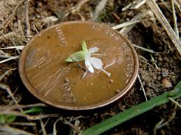 Attēlu rezultāti vaicājumam “Circaea lutetiana bud”