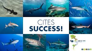 Image result for Nasolamia velox