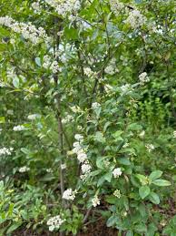 Attēlu rezultāti vaicājumam “Ligustrum vulgare”