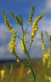 Attēlu rezultāti vaicājumam “Melilotus officinalis”