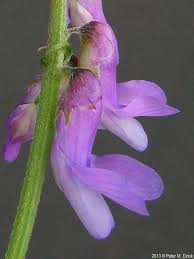 Attēlu rezultāti vaicājumam “Vicia tenuifolia flower”