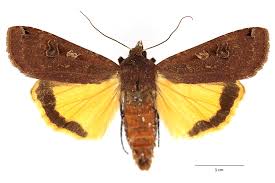 Attēlu rezultāti vaicājumam “Noctua pronuba”