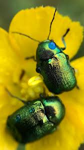 Attēlu rezultāti vaicājumam “Cryptocephalus aureolus, Cryptocephalus sericeus”