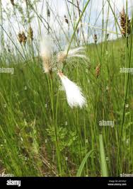Attēlu rezultāti vaicājumam “Eriophorum gracile”