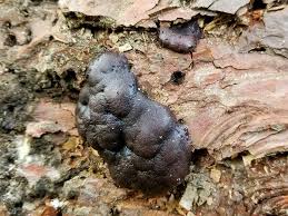 Attēlu rezultāti vaicājumam “Amaurochaete fusiformis”