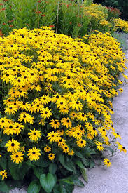 Image result for Rudbeckia fulgida