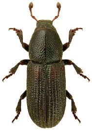 Attēlu rezultāti vaicājumam “Hylastes sp.”