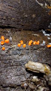 Attēlu rezultāti vaicājumam “Lycogala sphaeroconicum”