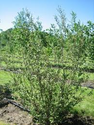 Attēlu rezultāti vaicājumam “Betula”
