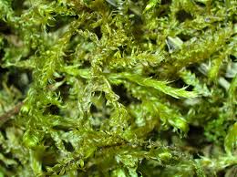 Attēlu rezultāti vaicājumam “Cephalozia lunulifolia”