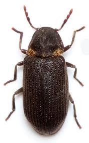 Attēlu rezultāti vaicājumam “Anobium pertinax”