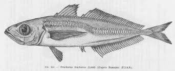 Image result for Trachurus trachurus