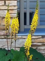 Attēlu rezultāti vaicājumam “Ligularia sibirica flower”