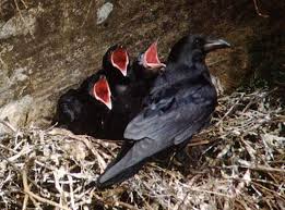 Attēlu rezultāti vaicājumam “Corvus corax”