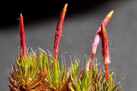 Attēlu rezultāti vaicājumam “Polytrichum piliferum sporophyte”