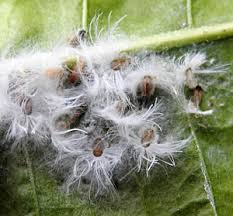 Attēlu rezultāti vaicājumam “Trioza dispar nymph”