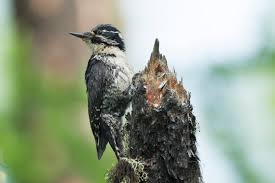 Attēlu rezultāti vaicājumam “Picoides tridactylus”