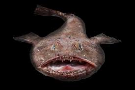 Image result for Lophius americanus