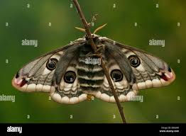 Attēlu rezultāti vaicājumam “Saturnia pavonia”