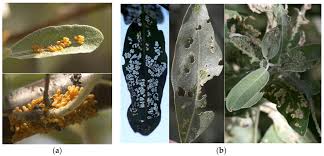 Attēlu rezultāti vaicājumam “Trioza dispar”