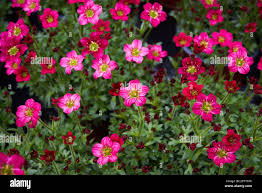 Attēlu rezultāti vaicājumam “Saxifragaceae”
