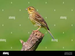 Attēlu rezultāti vaicājumam “Emberiza citrinella adult”