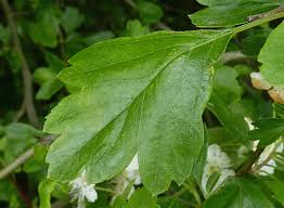 Attēlu rezultāti vaicājumam “Crataegus x macrocarpa”