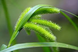 Attēlu rezultāti vaicājumam “Carex pseudocyperus”