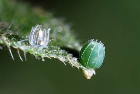 Attēlu rezultāti vaicājumam “Polygonia c-album larva”