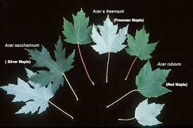 Attēlu rezultāti vaicājumam “Acer saccharinum leaf”
