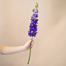 Attēlu rezultāti vaicājumam “Delphinium elatum  fruit”